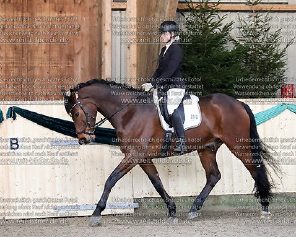 dressage horse Amourage (Holsteiner, 2010, from Aljetto)