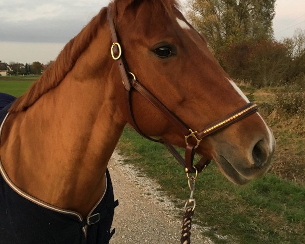 horse Sugs Fay Olena (Quarter Horse, 2009, from Olena San Badger)
