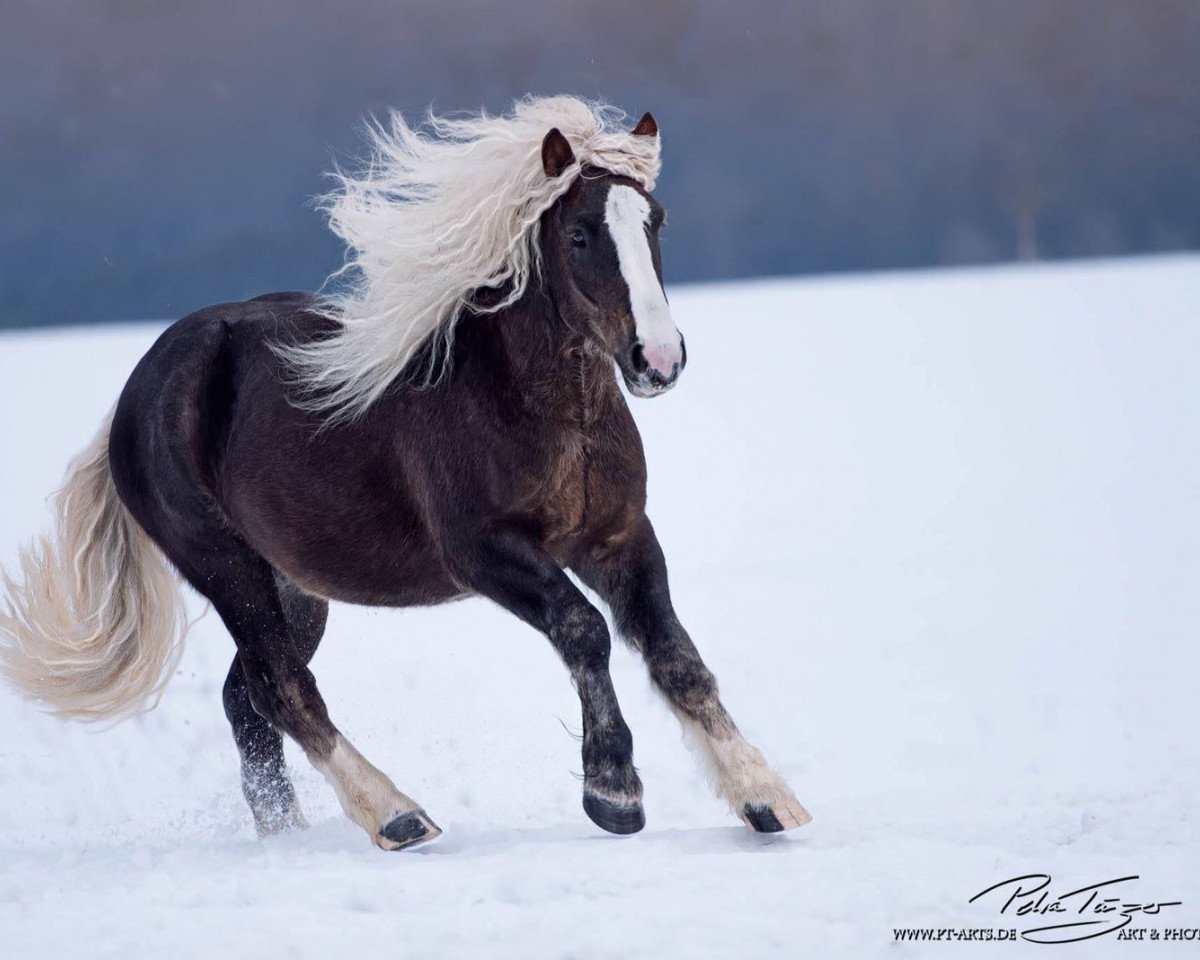horse Morlok vom Bareiss (Black Forest Horse, 2014, from LVV Modem)