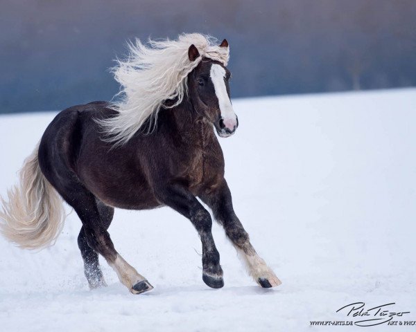 horse Morlok vom Bareiss (Black Forest Horse, 2014, from LVV Modem)
