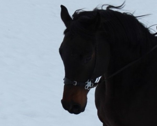 horse Rasputino Roswin (Württemberger, 2006, from Rosario 37)