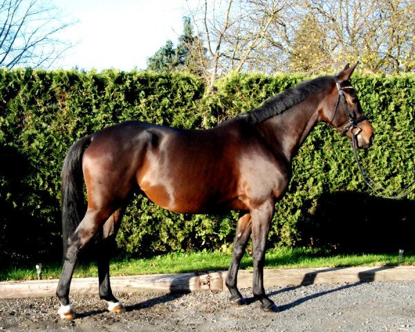 Pferd Dakota (Trakehner, 2012, von Saint Cyr)