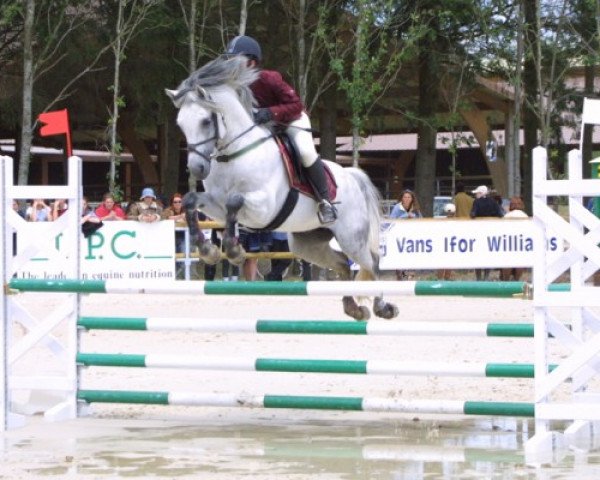 stallion Intermetzo Melody (Connemara Pony, 1996, from Dexter Leam Pondi)