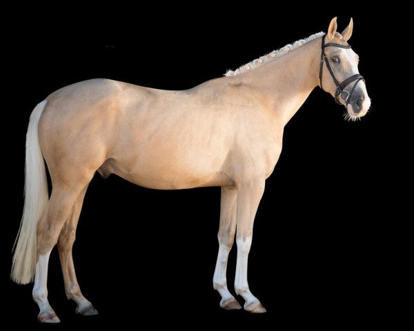 dressage horse Wimbledon van het Anserland (Oldenburg, 2013, from Weissgold GF)