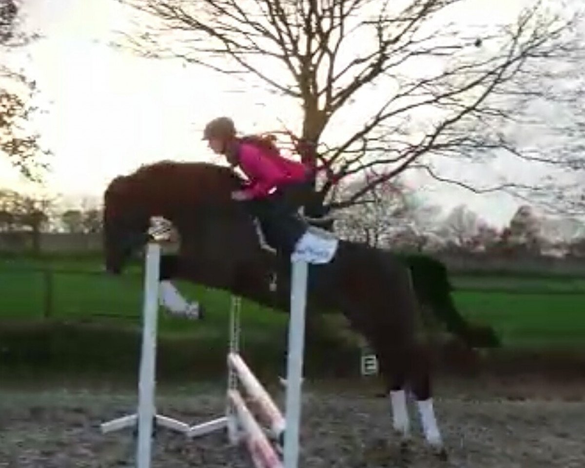 broodmare Cyana C. (Oldenburg show jumper, 2013, from Check In 2)