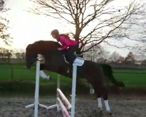 broodmare Cyana C. (Oldenburg show jumper, 2013, from Check In 2)