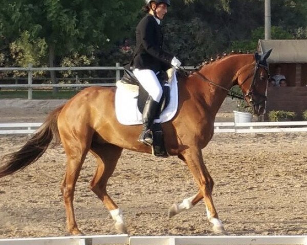 Pferd Feliciano (Hannoveraner, 2011, von Fürst Nymphenburg)