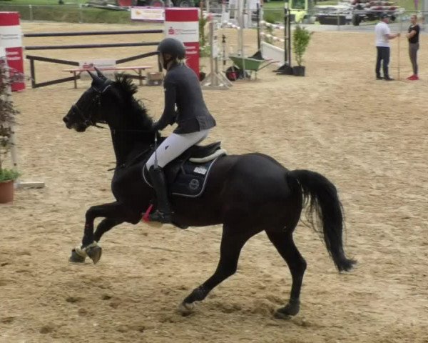 Reitturnier Bad Schussenried 2018
