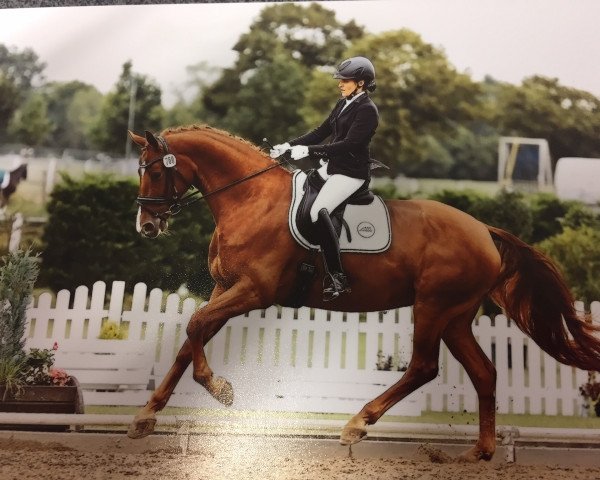 broodmare Who's Who (Hanoverian, 2013, from Weltregent H) broodmare Who's Who (Hanoverian, 2013, from Weltregent H)