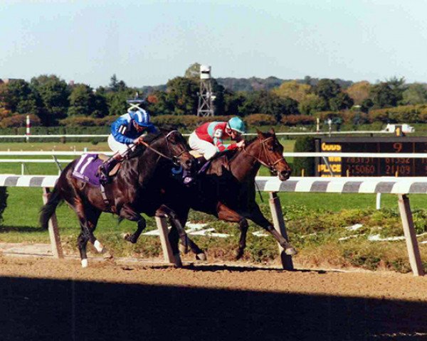 stallion Dayjur xx (Thoroughbred, 1987, from Danzig xx)