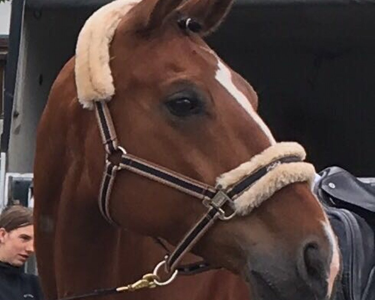 horse Polidor 5 (Bavarian, 2004, from Pilotek)