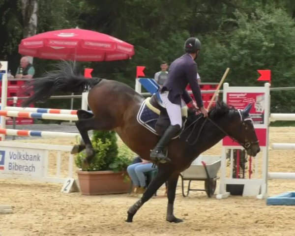 Reitturnier Bad Schussenried 2018