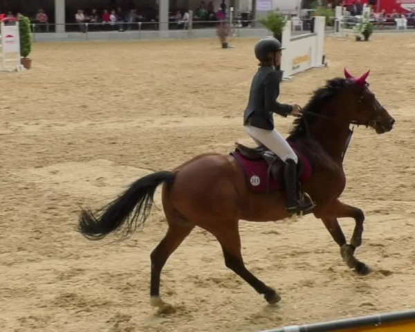 Reitturnier Bad Schussenried 2018
