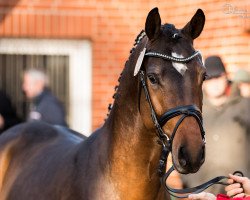 Dressurpferd Café au Lait WE (Deutsches Reitpony, 2015, von Kastanienhof Cockney Cracker)