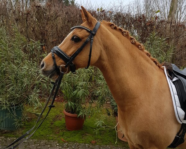 dressage horse Darling (German Riding Pony, 2003, from Danny Gold) dressage horse Darling (German Riding Pony, 2003, from Danny Gold)