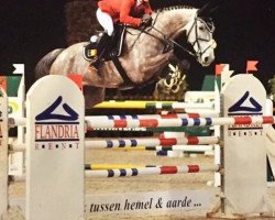 Springpferd C.cadeau du Ruisseau Z (Zangersheide Reitpferd, 2011, von Cyrano du Ruisseau Z)