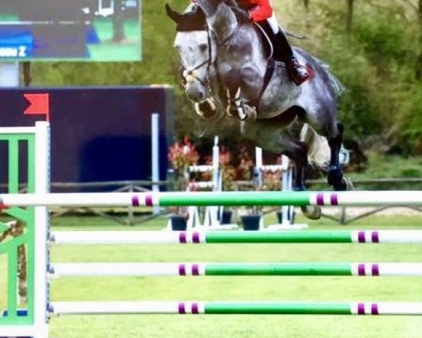 jumper Cadet du Ruisseau Z (Zangersheide riding horse, 2009, from Chellano Z)