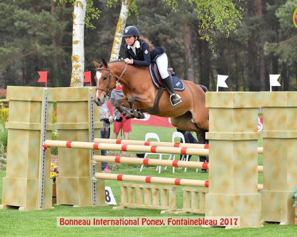 Zuchtstute Bahia de Seille (Französisches Pony, 2011, von Kantje's Ronaldo)