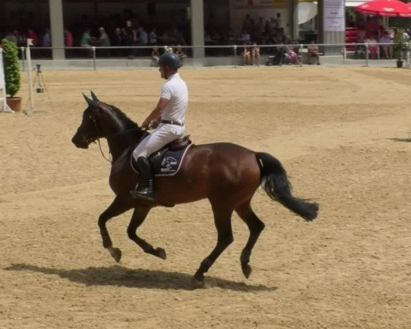 Reitturnier Bad Schussenried 2018