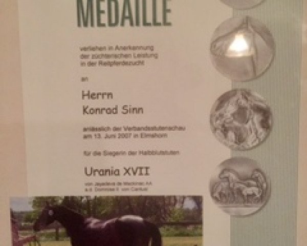 Zuchtstute Urania XVII (Holsteiner, 2004, von Jayadeva de Mackinac AA)