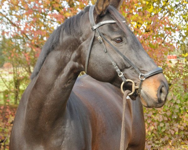 horse Dinario dobar (Rhinelander, 2008, from Dancing Dynamite)