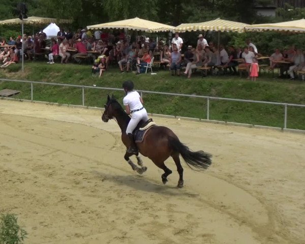 Reitturnier Ladenburg 2018