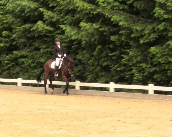 Reitturnier Halver 2018