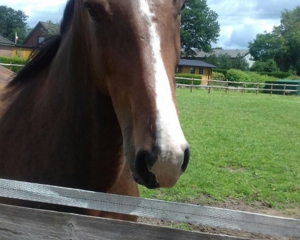 broodmare Ella Sorglos (Holsteiner, 2012, from Loran)