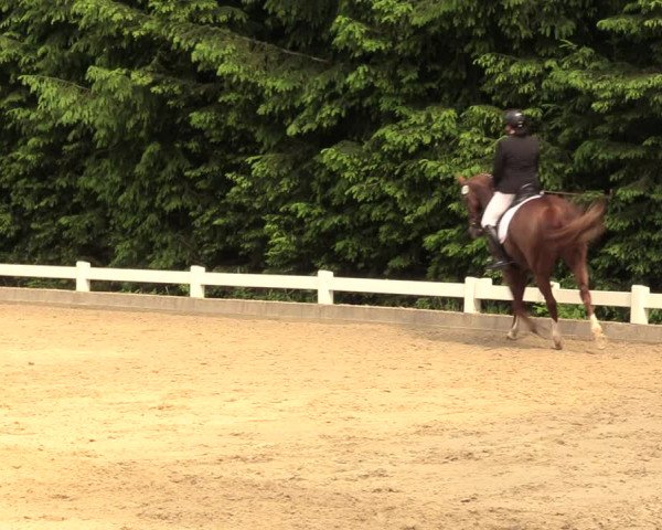 Reitturnier Halver 2018