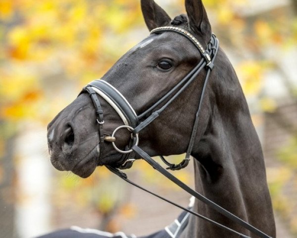 stallion Glock's Taminiau (Hanoverian, 2015, from Glock's Toto Jr.)