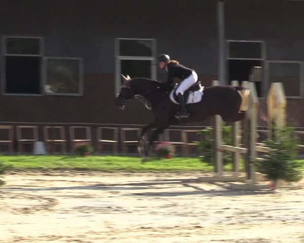 Reitturnier Halver 2018