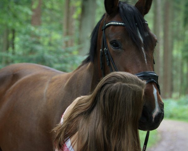 Zuchtstute Donna Henrietta (Hannoveraner, 2008, von Don Henrico)