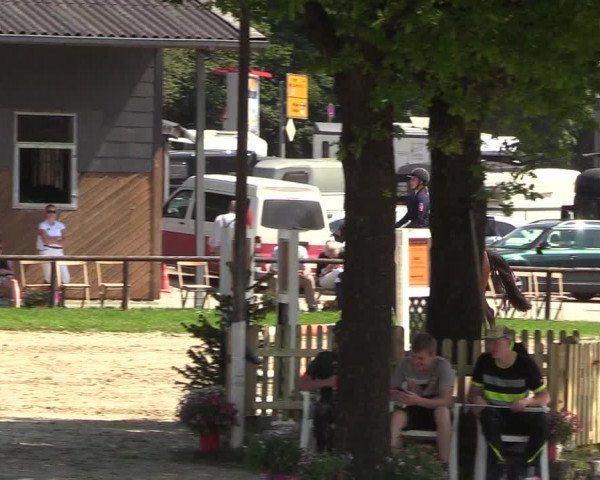 Reitturnier Halver 2018
