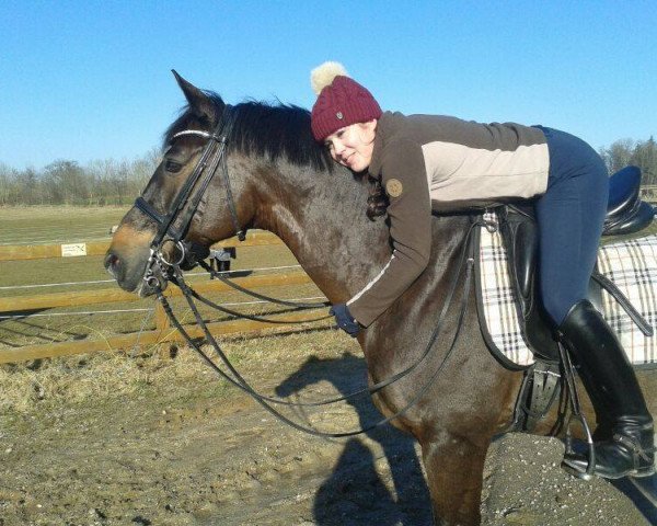 Dressurpferd Loxley 53 (Thüringer, 1998, von Liberty Son)