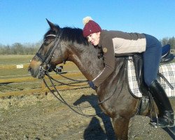 Dressurpferd Loxley 53 (Thüringer, 1998, von Liberty Son)