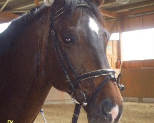 horse Ruprecht 10 (Sachse, 1998, from Renard)