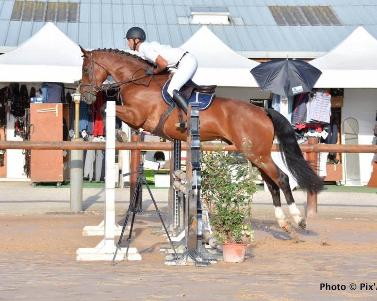 horse Dicaprio de Hus (Selle Français, 2013, from Tsunami de Hus)