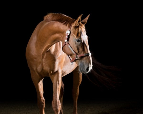 dressage horse Rocco Kowalski (Rhinelander, 2006, from Rosenkoenig)