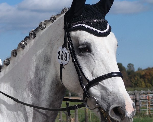 Pferd Arik (Selle Français, 2008, von Padock du Plessis)