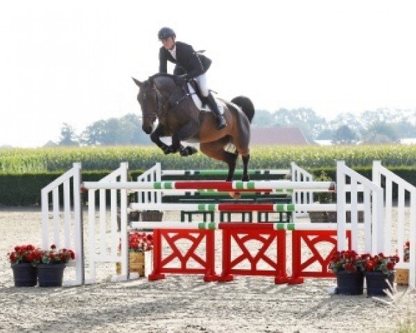 broodmare Be Mine (Lirenice Horta) (Belgian Warmblood, 2011, from Quaprice Z)