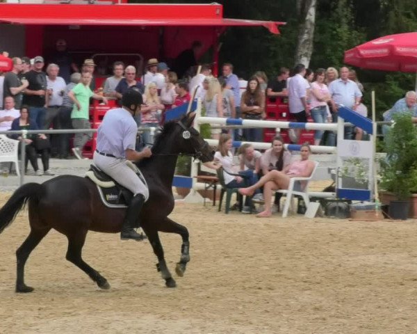 Reitturnier Bad Schussenried 2018
