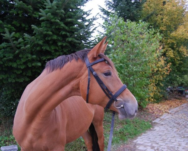 broodmare Peggy Sue (Trakehner, 2012, from Kandelus)
