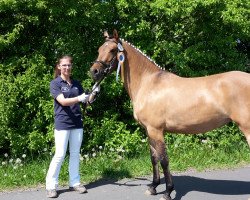 broodmare Diamont (German Riding Pony, 2014, from Dimension AT NRW)