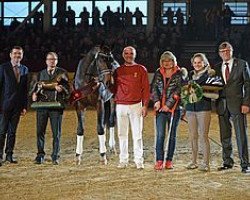 Deckhengst Alpha Royal (Deutsches Sportpferd, 2015, von Antango du Feuillard)