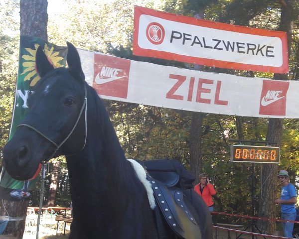 horse Nordik (German Riding Pony, 2008, from Noir de Luxe)