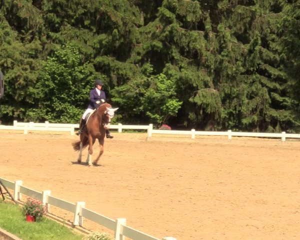 Reitturnier Halver 2018