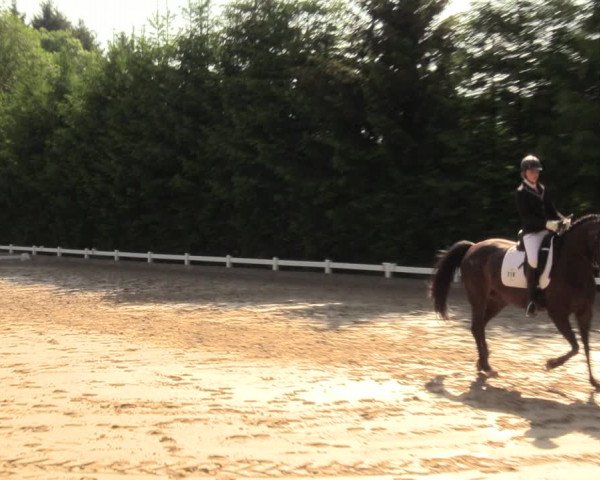 Reitturnier Halver 2018