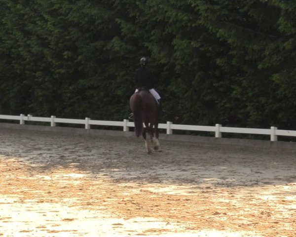 Reitturnier Halver 2018