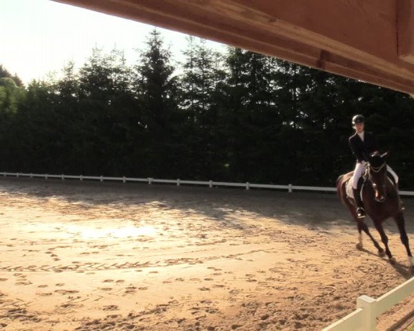 Reitturnier Halver 2018