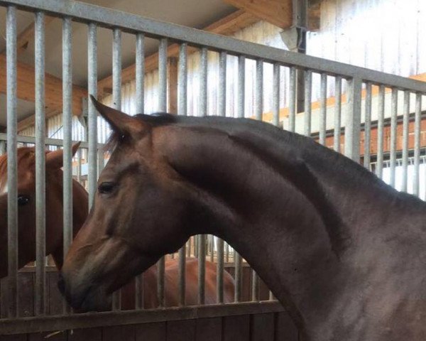 horse Dark Coffee 2 (Rhinelander, 2014, from Daley Thompson)